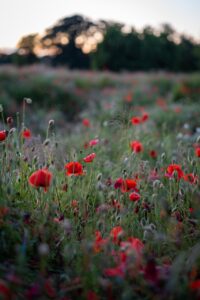 poppies, flower background, beautiful flowers, flower, field, flower wallpaper, sunset, flower meadow, red, nature, meadow, meadow flowers, flowers