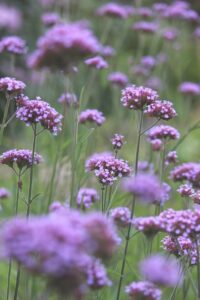 verbena, floral background, beautiful wallpaper, blossoms, garden, flower wallpaper, flower background, beautiful flowers, flower, flower bed, flower meadow, flora, nature, background, flower garden, bloom, hover, purple, violet, filigree