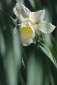 daffodil, flower wallpaper, flower, white flower, easter bell, flower background, petals, white petals, blossom, beautiful flowers, bloom, spring flower, nature