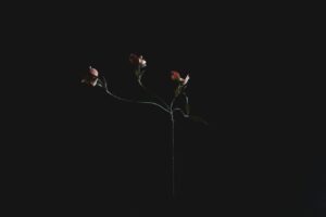 A single pink dogwood stem with blossoms against a dark, minimalist backdrop, showcasing elegance and simplicity.