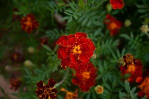 A close-up of a vibrant red marigold flower showcasing its intricate petals and lush green leaves.